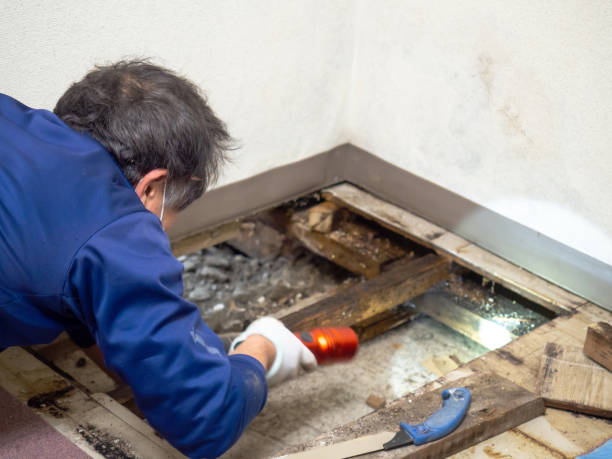 Best Office Mold Removal Services  in Jacksboro, TX