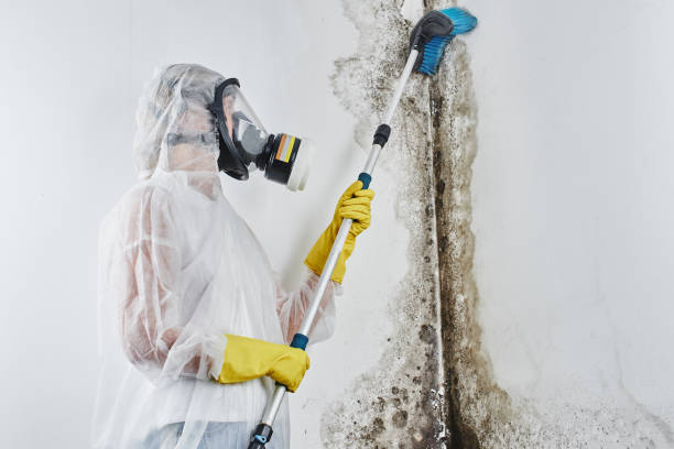 Best Crawl Space Mold Removal  in Jacksboro, TX