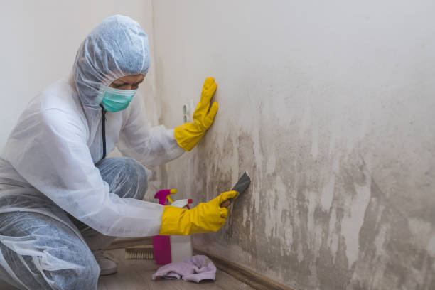 Mold Testing and Removal in Jacksboro, TX