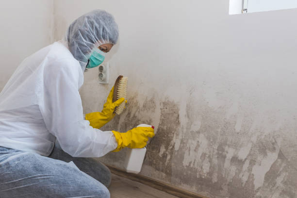 Best Toxic Mold Removal  in Jacksboro, TX