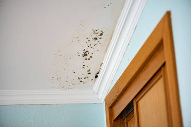 Best Affordable Mold Removal  in Jacksboro, TX