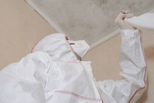 Best Professional Mold Removal  in Jacksboro, TX