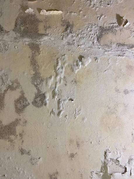 Best Mold Testing  in Jacksboro, TX
