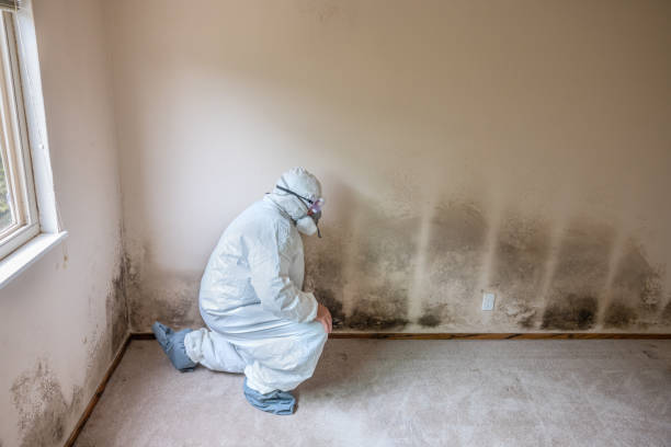 Best Mold Removal Process  in Jacksboro, TX