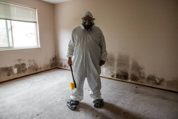 Best Local Mold Removal Service  in Jacksboro, TX