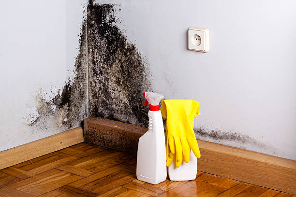 Mold Removal Process in Jacksboro, TX