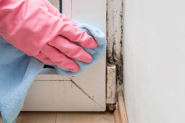 Best Mold Testing  in Jacksboro, TX