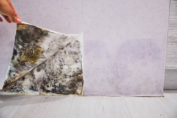 Professional Mold Removal in Jacksboro, TX